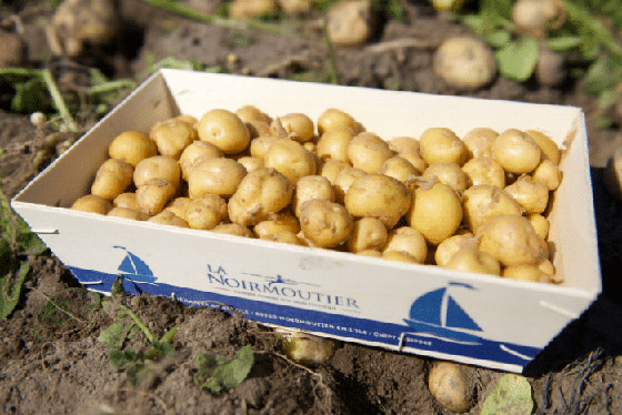 بالفيديو: لماذا تعتبر هذه البطاطس الفرنسية الأغلى بالعالم؟ ما يميزها؟ صورة رقم 14