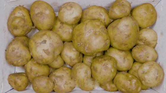بالفيديو: لماذا تعتبر هذه البطاطس الفرنسية الأغلى بالعالم؟ ما يميزها؟ صورة رقم 2