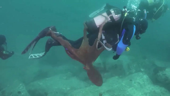 أخطبوط ضخم يحاول سحب غواص إلى أعماق البحر وإغراقه! فيديو صورة رقم 1