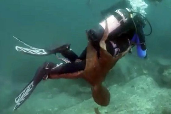 أخطبوط ضخم يحاول سحب غواص إلى أعماق البحر وإغراقه! فيديو صورة رقم 2