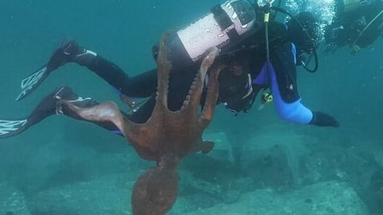 أخطبوط ضخم يحاول سحب غواص إلى أعماق البحر وإغراقه! فيديو صورة رقم 3
