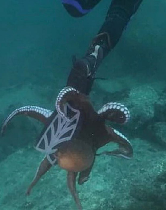 أخطبوط ضخم يحاول سحب غواص إلى أعماق البحر وإغراقه! فيديو صورة رقم 4