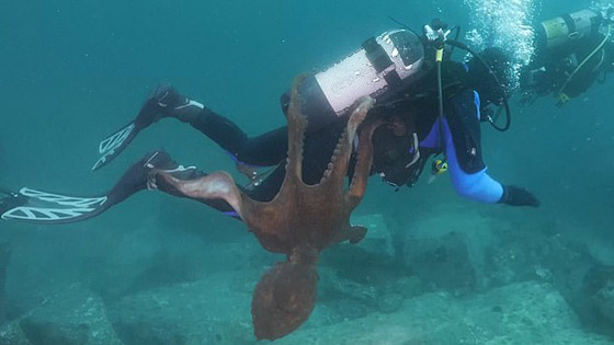 أخطبوط ضخم يحاول سحب غواص إلى أعماق البحر وإغراقه! فيديو صورة رقم 5