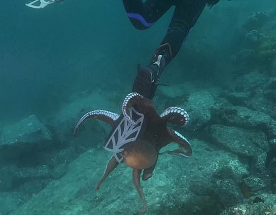 أخطبوط ضخم يحاول سحب غواص إلى أعماق البحر وإغراقه! فيديو صورة رقم 7