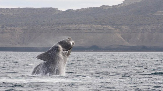 استمعوا الى غناء الحوت والعلماء يسجلون الصوت لأول مرة.. صورة رقم 2