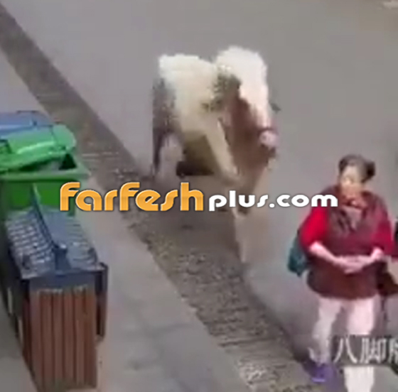 فيديو صادم: حصان مسرع يدهس امرأة مسنة صورة رقم 2