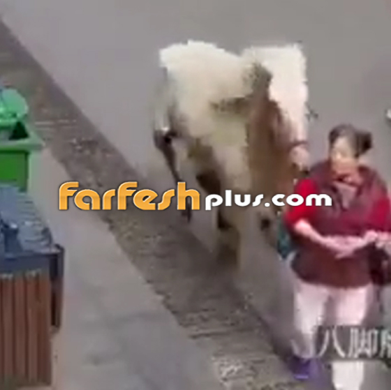 فيديو صادم: حصان مسرع يدهس امرأة مسنة صورة رقم 3
