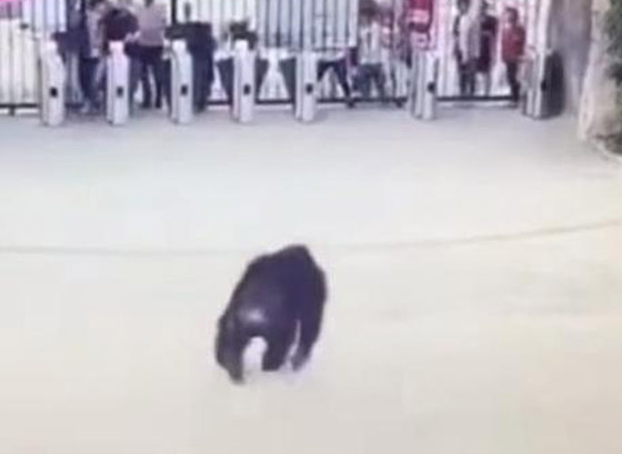 بالفيديو: شمبانزي يهرب من قفصه في حديقة حيوان صينية صورة رقم 2