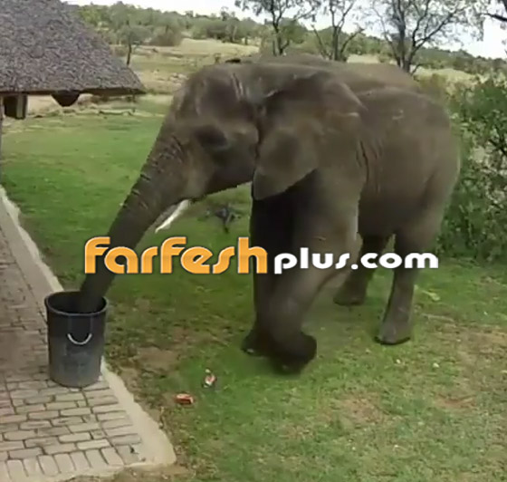 فيديو مدهش.. فيل يجمع القمامة من الأرض ويضعها في سلة النفايات! صورة رقم 1