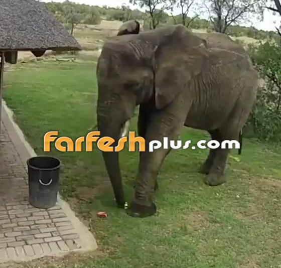 فيديو مدهش.. فيل يجمع القمامة من الأرض ويضعها في سلة النفايات! صورة رقم 2