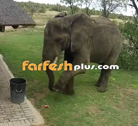 فيديو مدهش.. فيل يجمع القمامة من الأرض ويضعها في سلة النفايات! صورة رقم 3