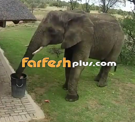 فيديو مدهش.. فيل يجمع القمامة من الأرض ويضعها في سلة النفايات! صورة رقم 4