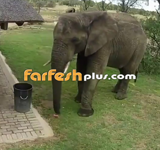 فيديو مدهش.. فيل يجمع القمامة من الأرض ويضعها في سلة النفايات! صورة رقم 5