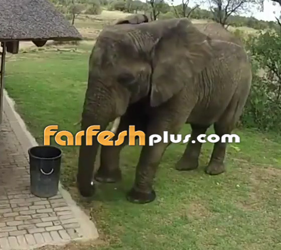 فيديو مدهش.. فيل يجمع القمامة من الأرض ويضعها في سلة النفايات! صورة رقم 6