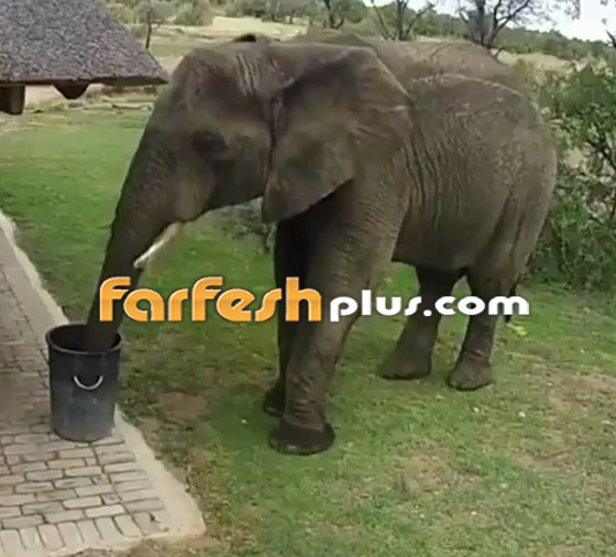 فيديو مدهش.. فيل يجمع القمامة من الأرض ويضعها في سلة النفايات! صورة رقم 7
