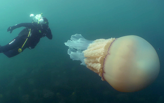 فيديو مذهل.. قنديل بحر ضخم بحجم إنسان بالقرب من شاطئ أوروبي! صورة رقم 2