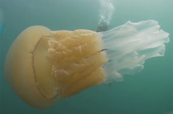 فيديو مذهل.. قنديل بحر ضخم بحجم إنسان بالقرب من شاطئ أوروبي! صورة رقم 4