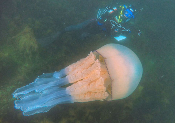 فيديو مذهل.. قنديل بحر ضخم بحجم إنسان بالقرب من شاطئ أوروبي! صورة رقم 5