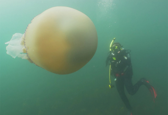 فيديو مذهل.. قنديل بحر ضخم بحجم إنسان بالقرب من شاطئ أوروبي! صورة رقم 6