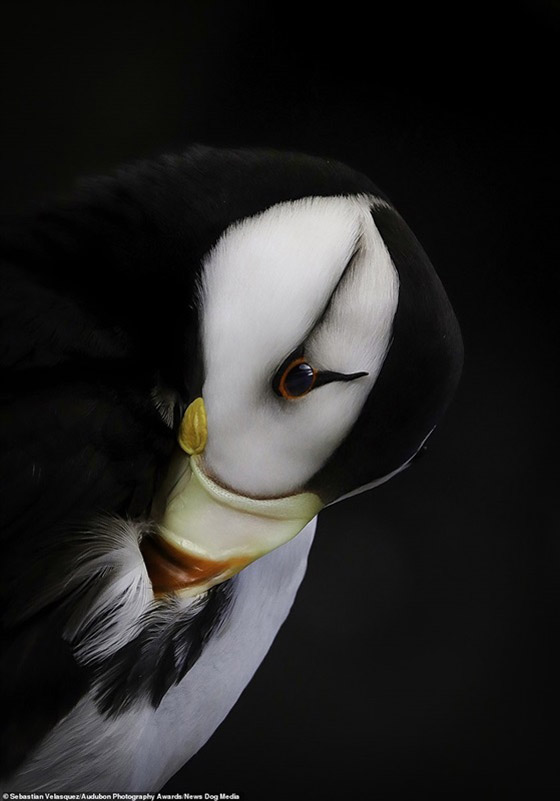 أفضل الصور الفائزة في مسابقة التصوير الفوتوغرافي لحياة الطيور صورة رقم 2