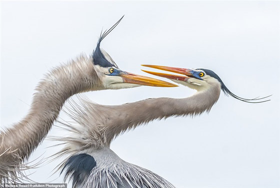 أفضل الصور الفائزة في مسابقة التصوير الفوتوغرافي لحياة الطيور صورة رقم 3