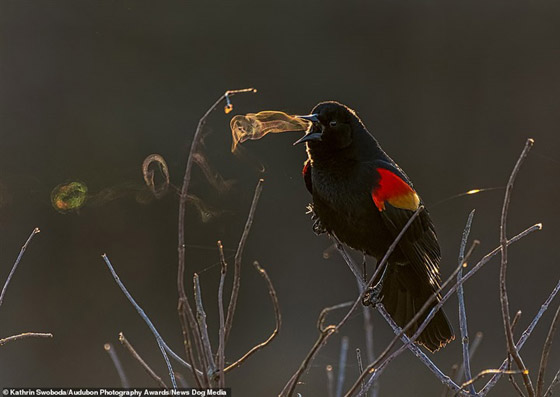 أفضل الصور الفائزة في مسابقة التصوير الفوتوغرافي لحياة الطيور صورة رقم 8