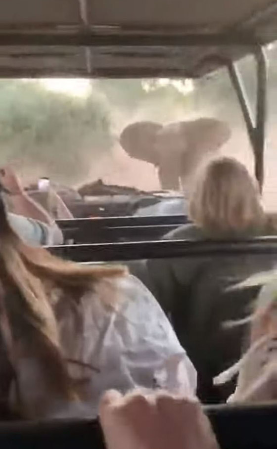 فيديو مرعب لفيل غاضب يهاجم سيارة سياح خلال رحلة سفاري صورة رقم 1