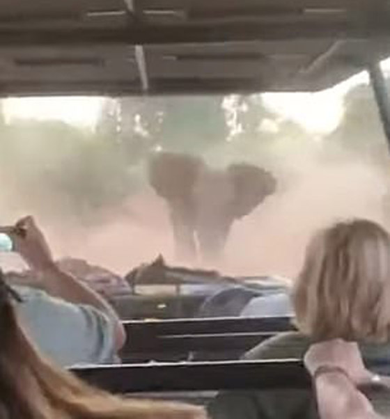 فيديو مرعب لفيل غاضب يهاجم سيارة سياح خلال رحلة سفاري صورة رقم 2