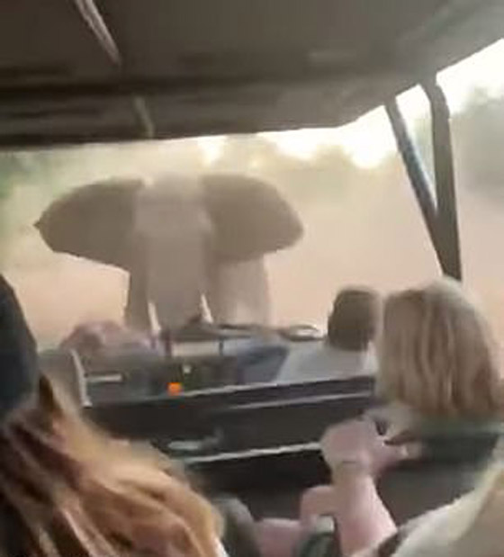 فيديو مرعب لفيل غاضب يهاجم سيارة سياح خلال رحلة سفاري صورة رقم 3
