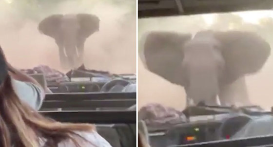 فيديو مرعب لفيل غاضب يهاجم سيارة سياح خلال رحلة سفاري صورة رقم 5