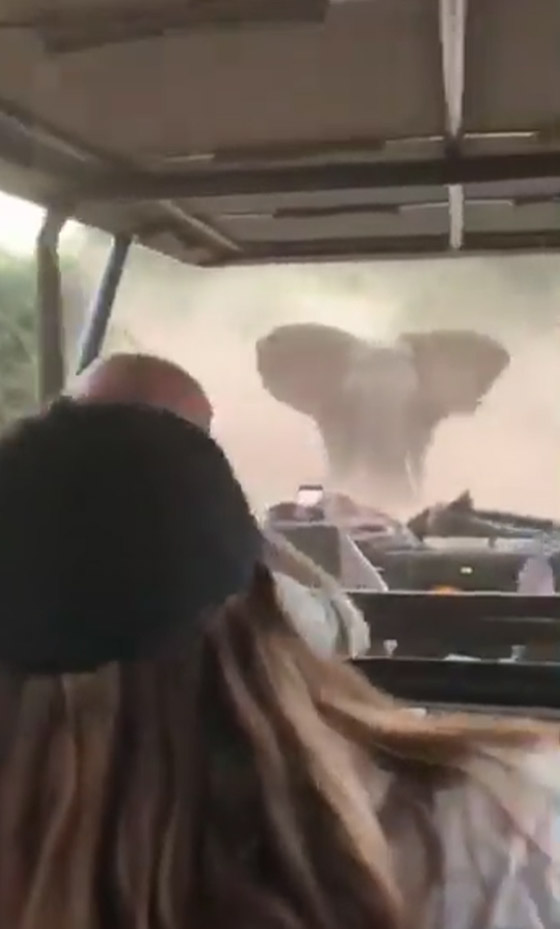 فيديو مرعب لفيل غاضب يهاجم سيارة سياح خلال رحلة سفاري صورة رقم 4