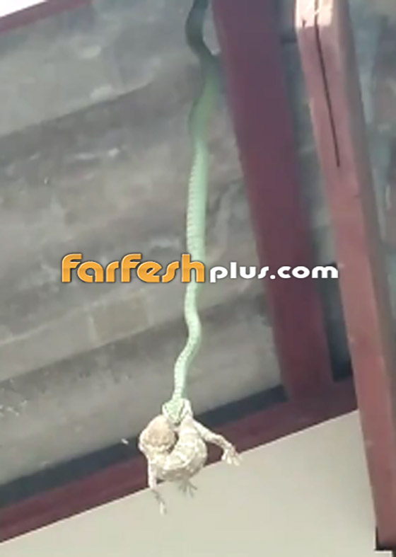 مشهد مخيف لثعبان يتدلى من سقف منزل مع ضفدع في فمه! فيديو صورة رقم 1