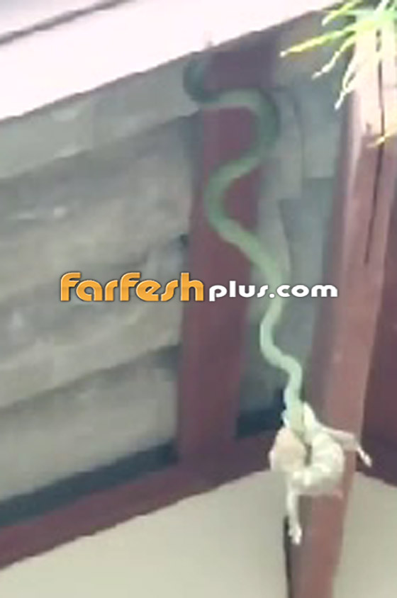 مشهد مخيف لثعبان يتدلى من سقف منزل مع ضفدع في فمه! فيديو صورة رقم 3