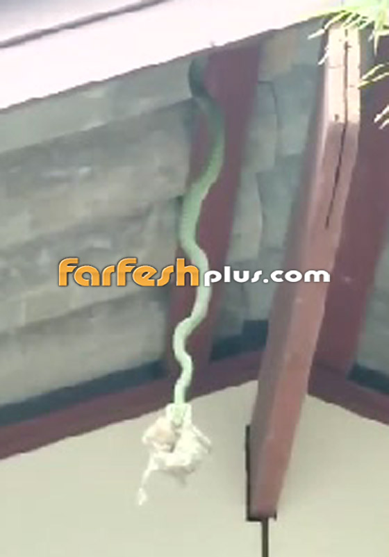 مشهد مخيف لثعبان يتدلى من سقف منزل مع ضفدع في فمه! فيديو صورة رقم 4