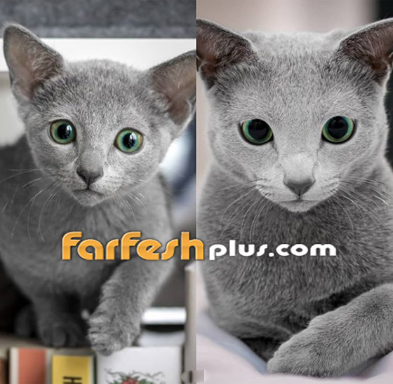 بالصور: قطط زرقاء روسية ذو عيون زمردية مدهشة تثير الإعجاب صورة رقم 4