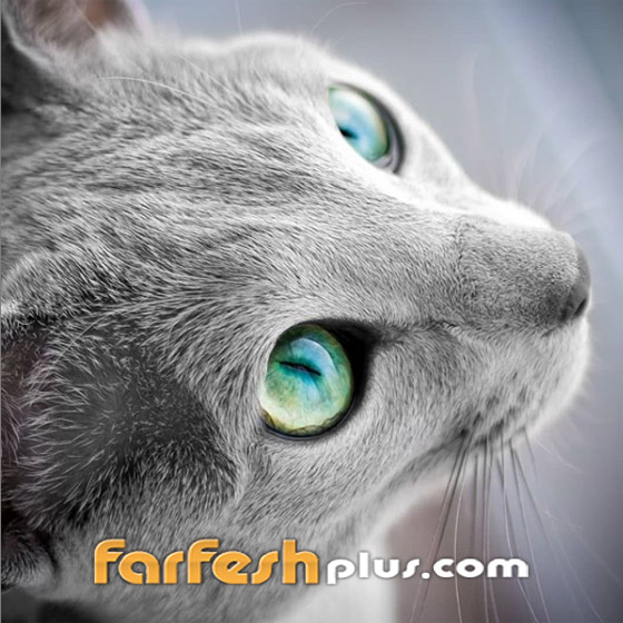 بالصور: قطط زرقاء روسية ذو عيون زمردية مدهشة تثير الإعجاب صورة رقم 12