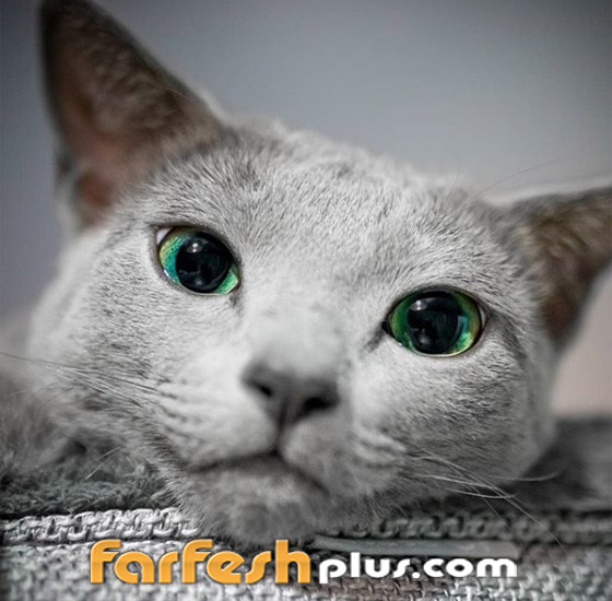 بالصور: قطط زرقاء روسية ذو عيون زمردية مدهشة تثير الإعجاب صورة رقم 13