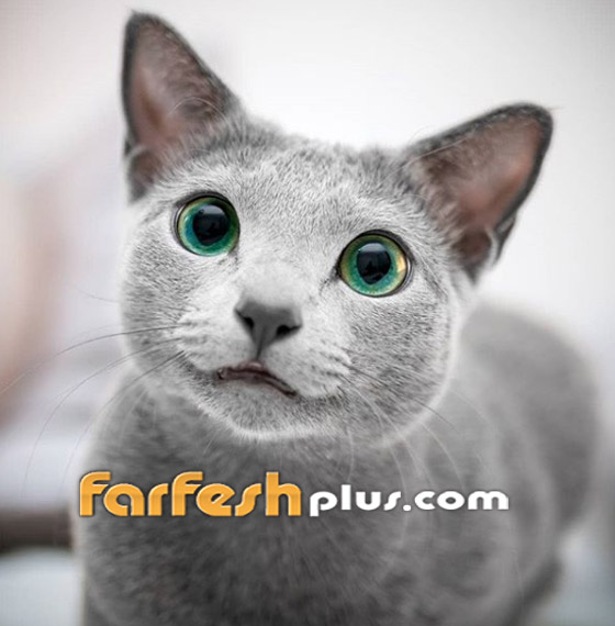 بالصور: قطط زرقاء روسية ذو عيون زمردية مدهشة تثير الإعجاب صورة رقم 14