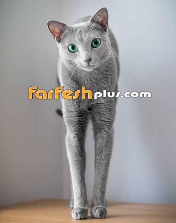 بالصور: قطط زرقاء روسية ذو عيون زمردية مدهشة تثير الإعجاب صورة رقم 16