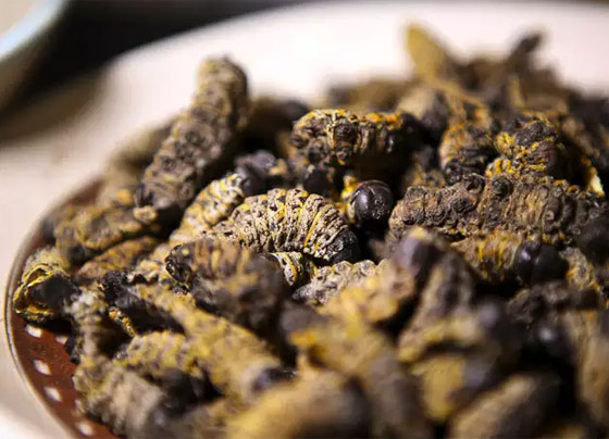 أول مطعم يقدم وجبات من الحشرات فقط في جنوب أفريقيا! فيديو وصور صورة رقم 14