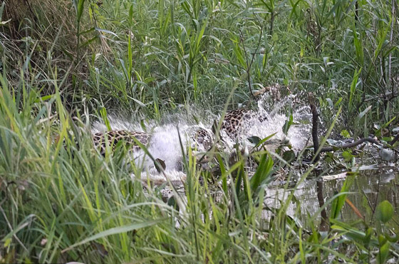 فيديو مذهل.. نمر يصطاد تمساحا بقفزة غير متوقعة! صورة رقم 7