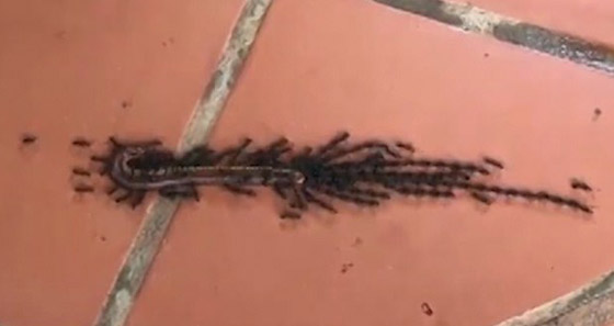 فيديو مثير.. أكثر من 100 نملة تحمل دودة ضخمة مئات أضعاف وزنها صورة رقم 1