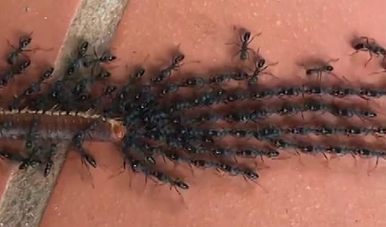 فيديو مثير.. أكثر من 100 نملة تحمل دودة ضخمة مئات أضعاف وزنها صورة رقم 2