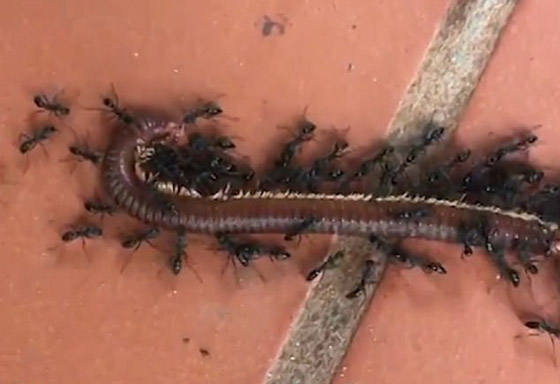 فيديو مثير.. أكثر من 100 نملة تحمل دودة ضخمة مئات أضعاف وزنها صورة رقم 3