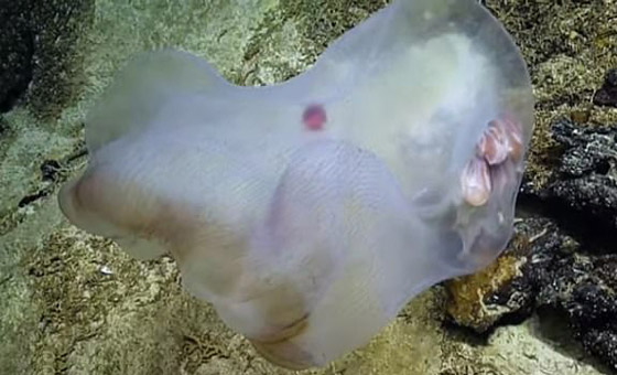 مخلوق بحري هلامي نادر في أعماق المحيط.. والعلماء يكشفون سره! صورة رقم 2