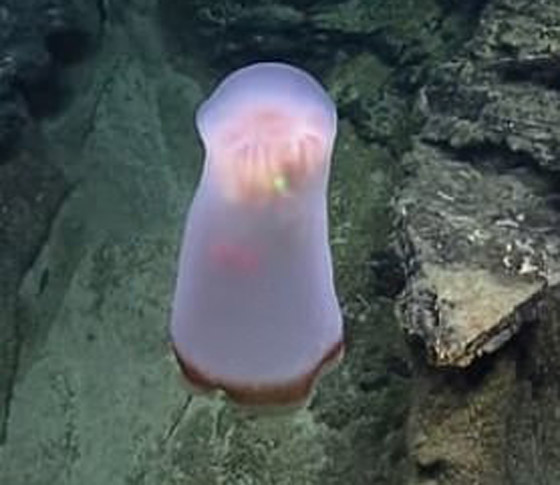 مخلوق بحري هلامي نادر في أعماق المحيط.. والعلماء يكشفون سره! صورة رقم 3