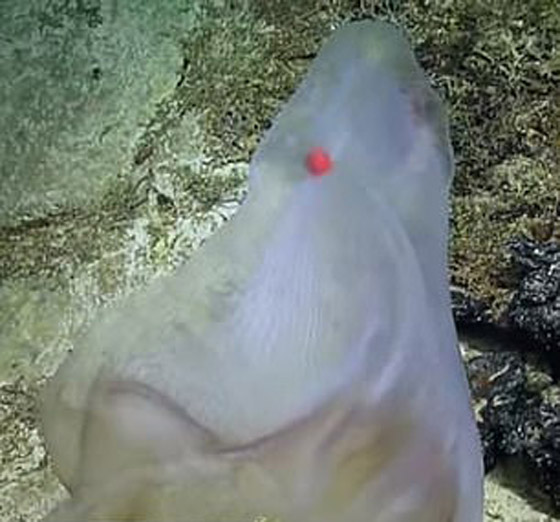مخلوق بحري هلامي نادر في أعماق المحيط.. والعلماء يكشفون سره! صورة رقم 4
