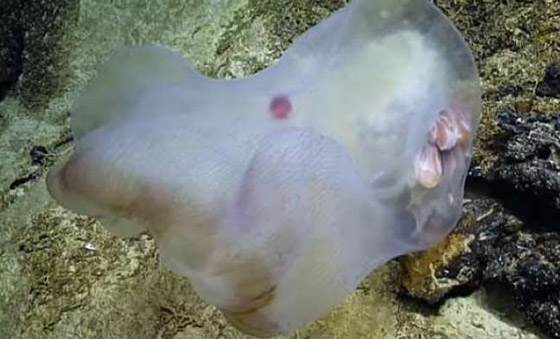 مخلوق بحري هلامي نادر في أعماق المحيط.. والعلماء يكشفون سره! صورة رقم 9