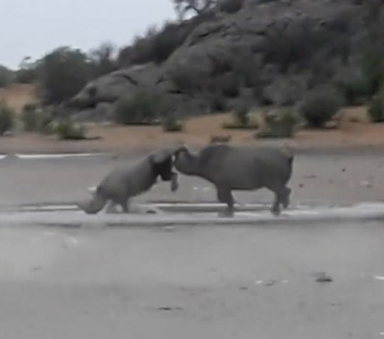بالفيديو: معركة شرسة قوية بين وحيدي قرن مهددين بالانقراض صورة رقم 1