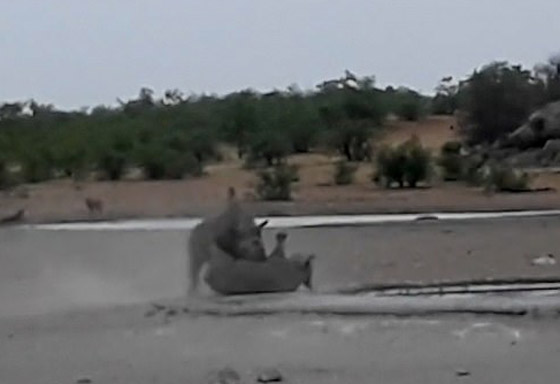 بالفيديو: معركة شرسة قوية بين وحيدي قرن مهددين بالانقراض صورة رقم 2